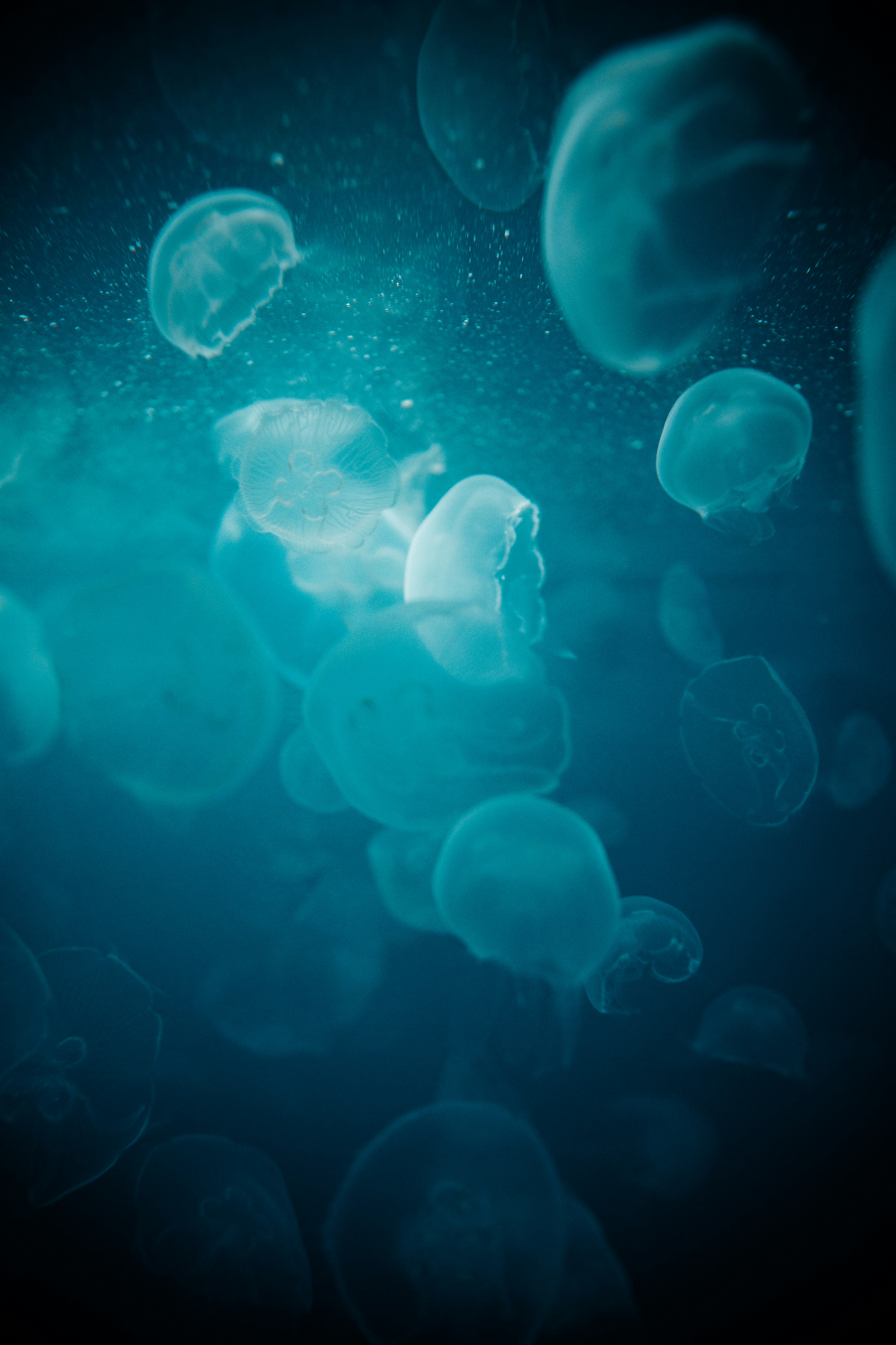 blue jellyfish in water during daytime